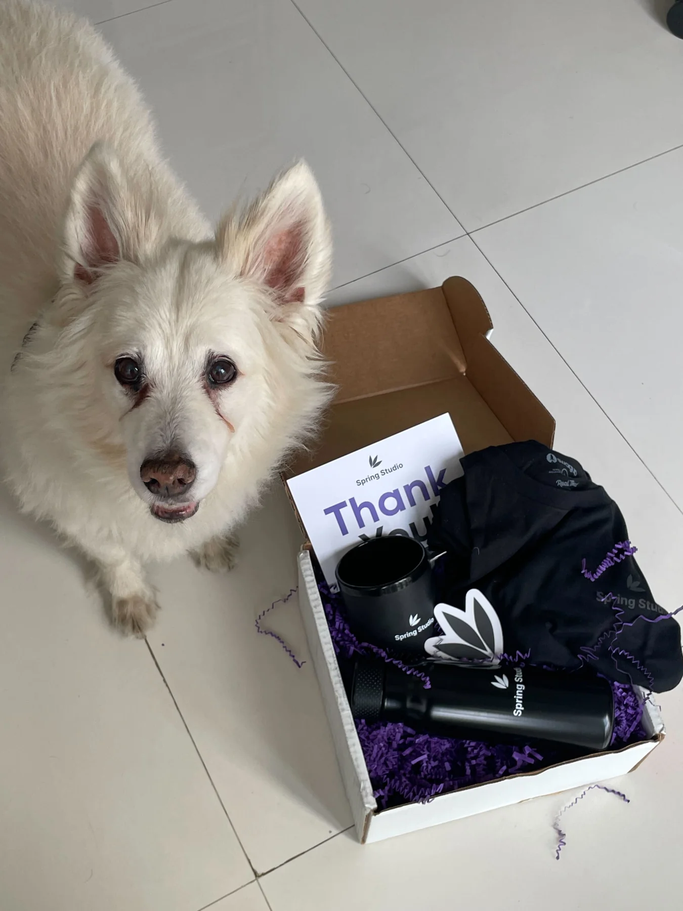 A white dog beside a Spring Studio welcome pack