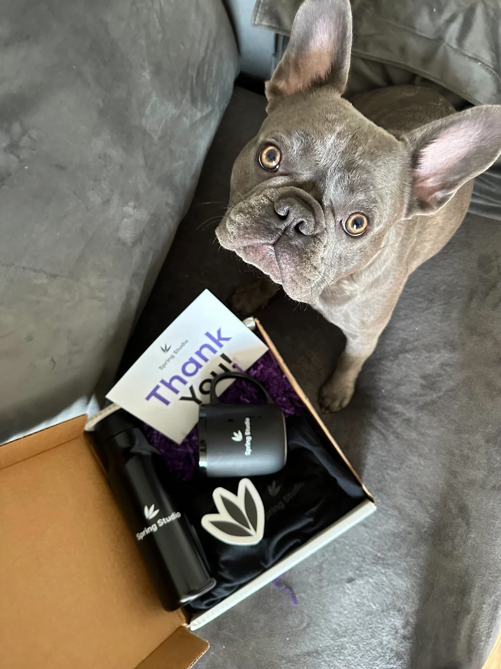 A dog inspecting a Spring Studio welcome pack